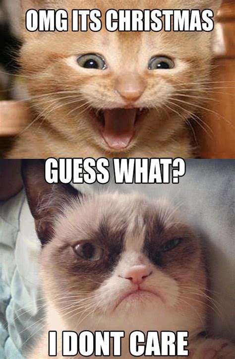 So we have found the funniest cat memes on the internet, for your personal enjoyment. grumpy cat - Buscar con Google | Animales graciosos, Gif ...