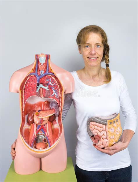 This internal skeleton is the framework that consists of several individual bones and cartilages. Woman Showing Intestines Model And Human Body Stock Photo ...