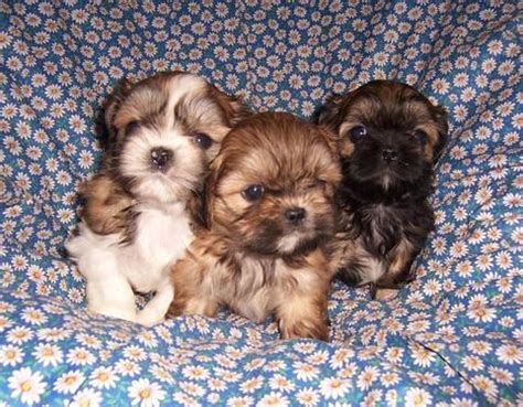 He has beautiful teddy bear features and a nice soft. Teddy Bear puppies READY TO GO!! for Sale in Two Rivers ...