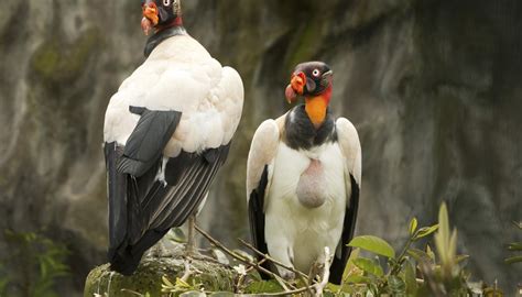 1 while scavenging generally refers to carnivores feeding on carrion. What Animals in the Rain Forest Are Scavengers? | Sciencing