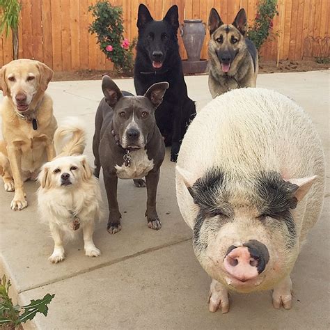 Things such as, appropriate climate, food and water regiments, housing, veterinary care. Meet Chowder - The Smiling Rescue Pig Who Thinks He's A Dog