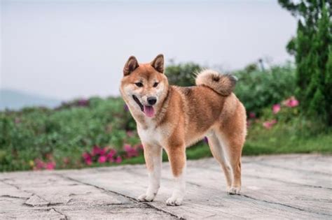 Vous voulez découvrir les 10 races de chien d'appartement ? 20 races de chiens idéales pour appartement - Choisir son chien