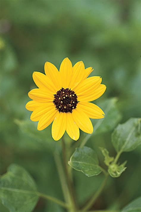 We did not find results for: 10 Drought-Tolerant Native Plants | Florida native plants ...