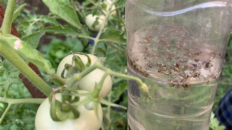 Green flies are also known as blow flies or green bottle flies. Fruit Flies Trap || Fruit Fly Catch || How To Protect ...