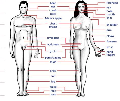 Parts of the body | infographic. names of body parts