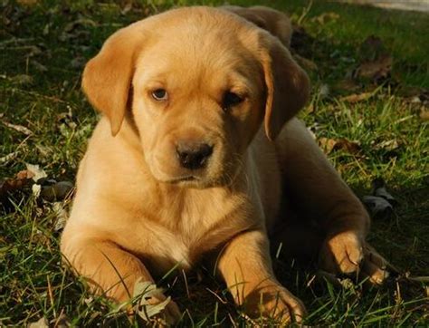 Get contact information from the breeder for other people that have adopted from their kennel. Adorable Labrador Puppies Ready For Adoption - Dogs For ...