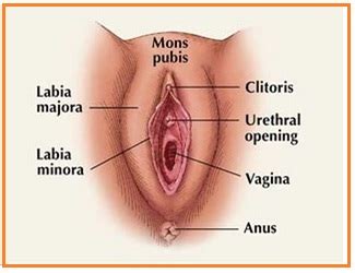 Sindroma ini biasanya ditemukan dalam pola pewarisan autosomal dominan. BIOLOGI GONZAGA: ORGAN REPRODUKSI WANITA