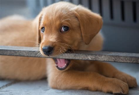 Every time your puppy bites, say no! in a firm voice. How to train a Labrador Retriever (learn the essentials) - My Dogs Info