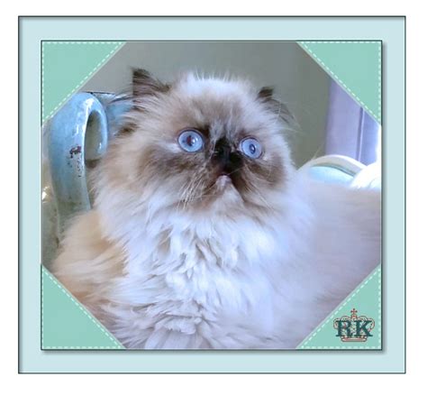 Ragdoll kittens, ragdoll kitten, ragdoll breeder, ragdoll breeders, ragdoll cat, ragdoll cats, ragdoll cat for sale, ragdoll cats for sale. Royal Kitty's Himalayan and Persian Kittens for Sale