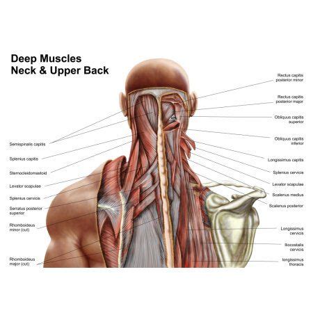 Muscles of the posterior neck and the back. Pin on Products