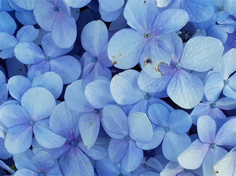 My best friend would like to pay for the flower fields at carlsbad ranch and also hotel and rent a car for 2 days. All About Hydrangeas! - The Good Earth Garden Center