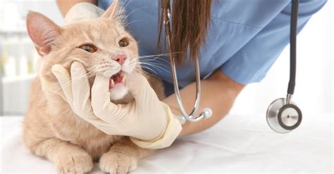 Cats diagnosed with oral squamous cell carcinoma typically present with large tumors or advanced disease and therefore live about 2 to 3 months following treatment, says dr. What You Need To Know About Your Cat's Oral Health - PetlifeSA