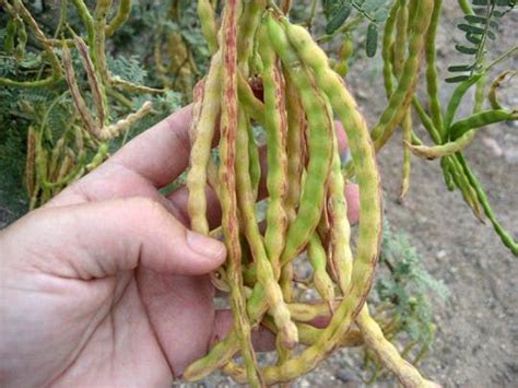 Purslane, a common weed, is also edible; Ingredient Spotlight: Mesquite Beans & Flour | Bean flour ...