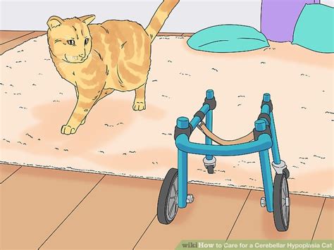 Your cat will be developmentally disabled, so it will not be able to make decisions to protect itself as other cats are able to. 3 Ways to Care for a Cerebellar Hypoplasia Cat - wikiHow