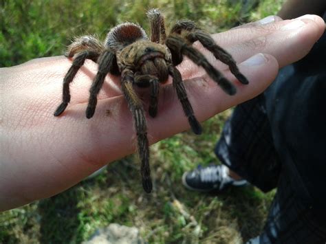 See more of guilherme arana on facebook. Te enseño a tomar una araña pollito, mi araña pollito 3 ...
