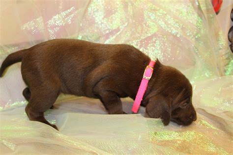Check spelling or type a new query. Chocolate Lab Hybrid Puppies For Sale