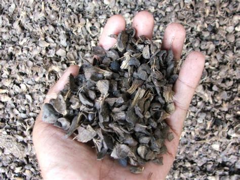 5 results for palm kernel shell price. Palm Kernel Shell (PKS)(id:9455206). Buy Malaysia PKS ...