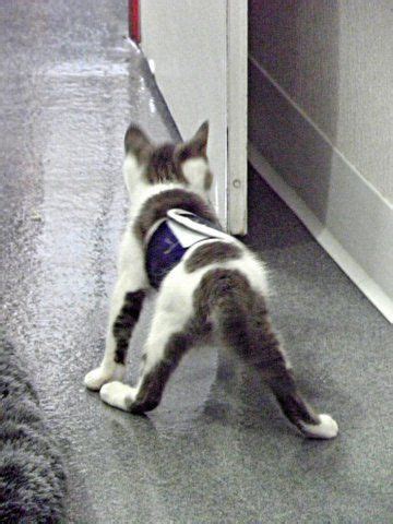 The cerebellum is the part of the brain that works with balance, coordination and control of movements. ch-Cerebellar Hypoplasia | Animals, Small kittens