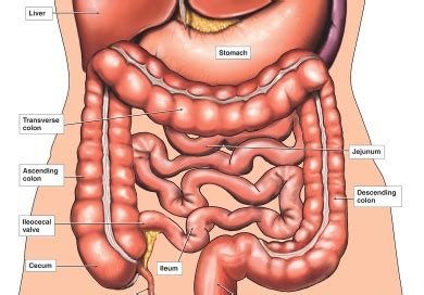 Human body full parts inside. Colonoscopy. Causes, symptoms, treatment Colonoscopy