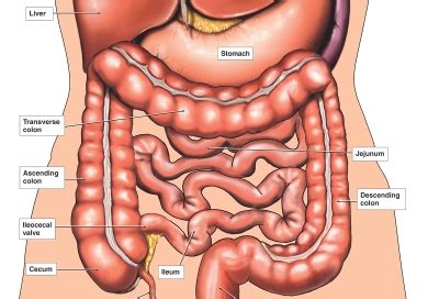 The muscles of the lower back help stabilize rotate flex and extend the spinal column which is a bony tower of 24 vertebrae that gives the. Male Anatomy Diagram Appendix : Medical illustration of an appendix with appendicitis ... / Free ...