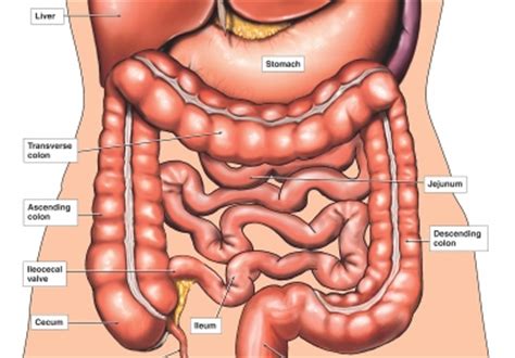 Male human anatomy vector diagram. Colonoscopy. Causes, symptoms, treatment Colonoscopy