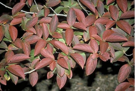 Green glossy leave with reddish stems and petioles, fuzzy green flower buds, and then the 3 white flowers for weeks and weeks during the summer. Beechwood Landscape Architecture and Construction ...