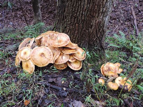 Maybe you would like to learn more about one of these? Honey Mushroom & Deadly Galerina — Identification and ...