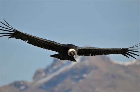 The central andes form the broadest part of the mountain system. Condor The Andes Stock Photo - Download Image Now - iStock
