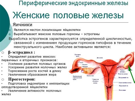 Женские гормоны | lemur59.ru