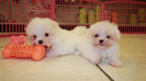 If you are coming from a long distance, you may want to visit the largest mall in ga while. Teacup Maltese Puppies For Sale in Georgia at - Puppies ...