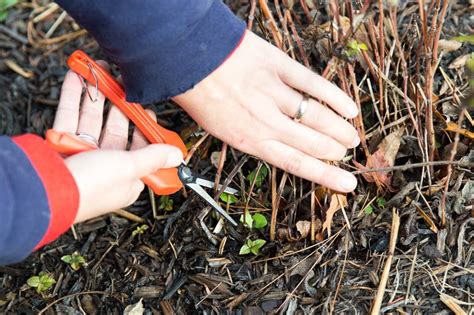 Check spelling or type a new query. Pruning in the Fall Like a Pro - Kalleco Nursery Corp.