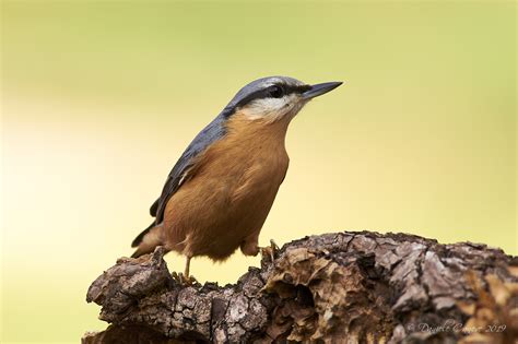 Characterised by large heads, short tails, and powerful bills and feet, nuthatches advertise their territory using loud, simple songs. Sitta europaea | JuzaPhoto