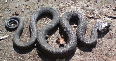 Maybe you would like to learn more about one of these? Orm i vedstabelen