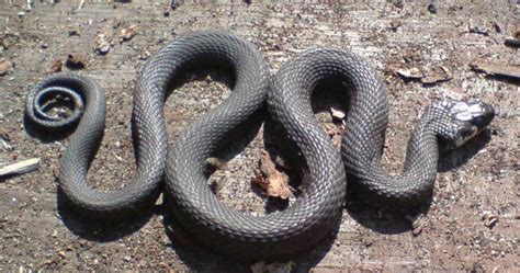 Note zigzag coloration on buorm , grass snake. Orm i vedstabelen