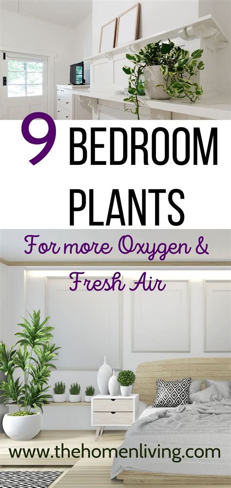 9 Top Bedroom Plants for a Healthy & Lively Room in 2020 ...