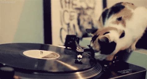 Cat spray bottle gif august 1, 2020 spray bottle to get her cat off. Cat trying to bite spinning vinyl - Vinyl gif animations ...