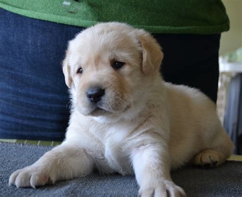 Petty, in its various senses: Chiot - Elevage Du Petit Vey - élevage de Labrador marron ...