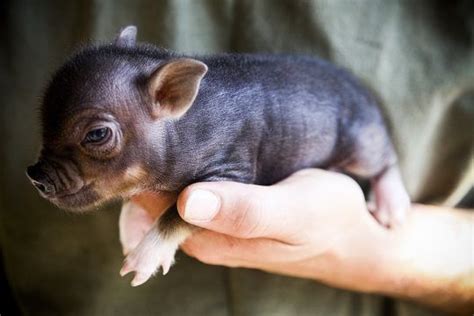 Most people say it smells worse than horse or cow manure. Mini Teacup Pigs and Micro Pigs, just want to smooch it ...
