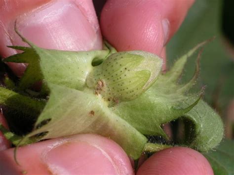 Integrated pest management in the tropics; bollworm-budworm-cotton - UT Crops Pest Guides