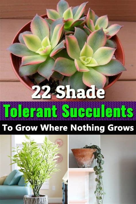 In fact, the best place to keep a cactus indoors is somewhere where it can get at least 4 hours of light. Learn about 22 Shade Tolerant Succulents that you can grow ...