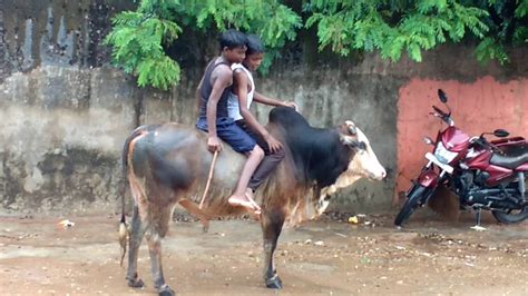 In the chinese zodiac, the ox is very hardworking and methodical. Ox riding - YouTube