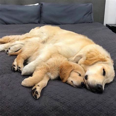 Junge katze möchte dackel zum spielen animieren. Süß Golden Retriever Welpen Weiß