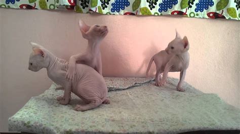 Sphynx kitten and bambino kittens for sale. Sphynx kittens for sale in Bangkok, Thailand - YouTube