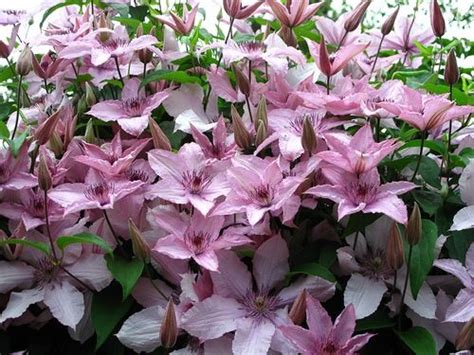 We did not find results for: Pin on Clematis