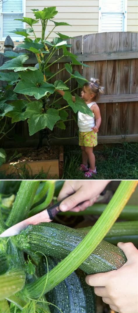 Horseradish needs little to no attention in order to thrive. How do you grow squash and zucchini?! - My Favorite Things