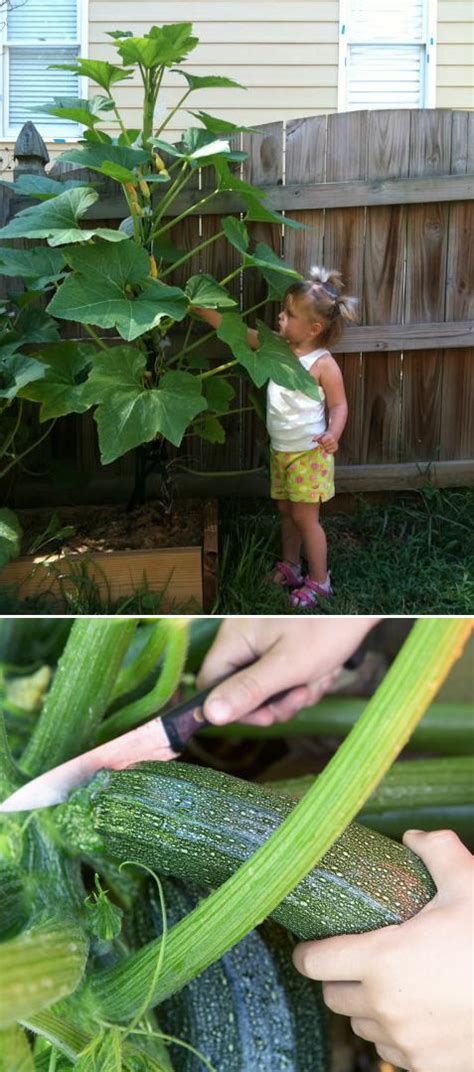 I liked that they were heirloom, and the dark flesh looked pretty. How do you grow squash and zucchini?! - My Favorite Things