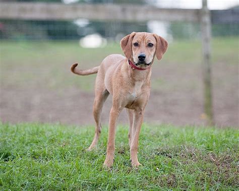 Participant and an avidog associate. Golden Retriever Puppies Near Me Rescue - Pets and Animal ...