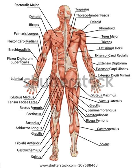 Posterior full body muscular system diagram. Anatomy Male Muscular System Posterior Anterior Stock ...