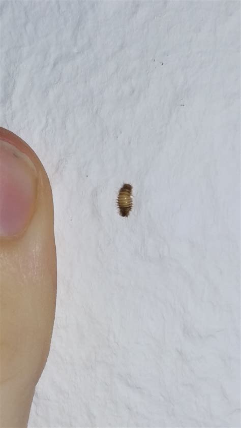 Was tun bei larven im bett tiere insekten kafer. Made Larve An Der Wand Haus Ungeziefer Maden