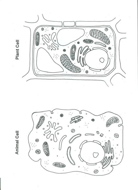 Learn about plant and animal cells, and find out their similarities and differences. Cell , 6 Animal And Plant Cell Quiz : Plant And Animal ...